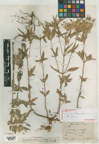 Monarda punctata subsp. occidentalis image