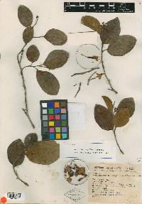Bourreria longiflora image