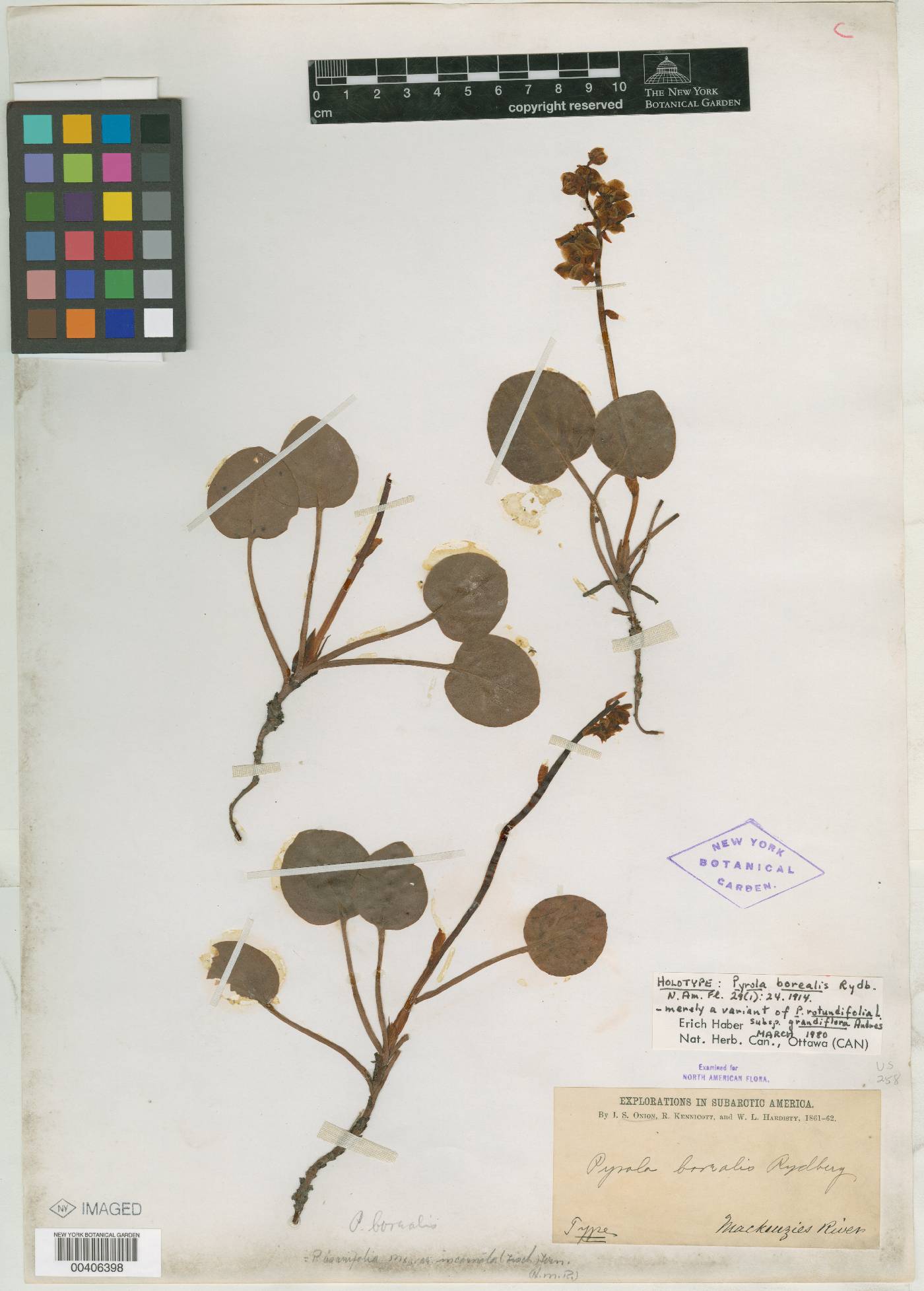 Pyrola borealis image