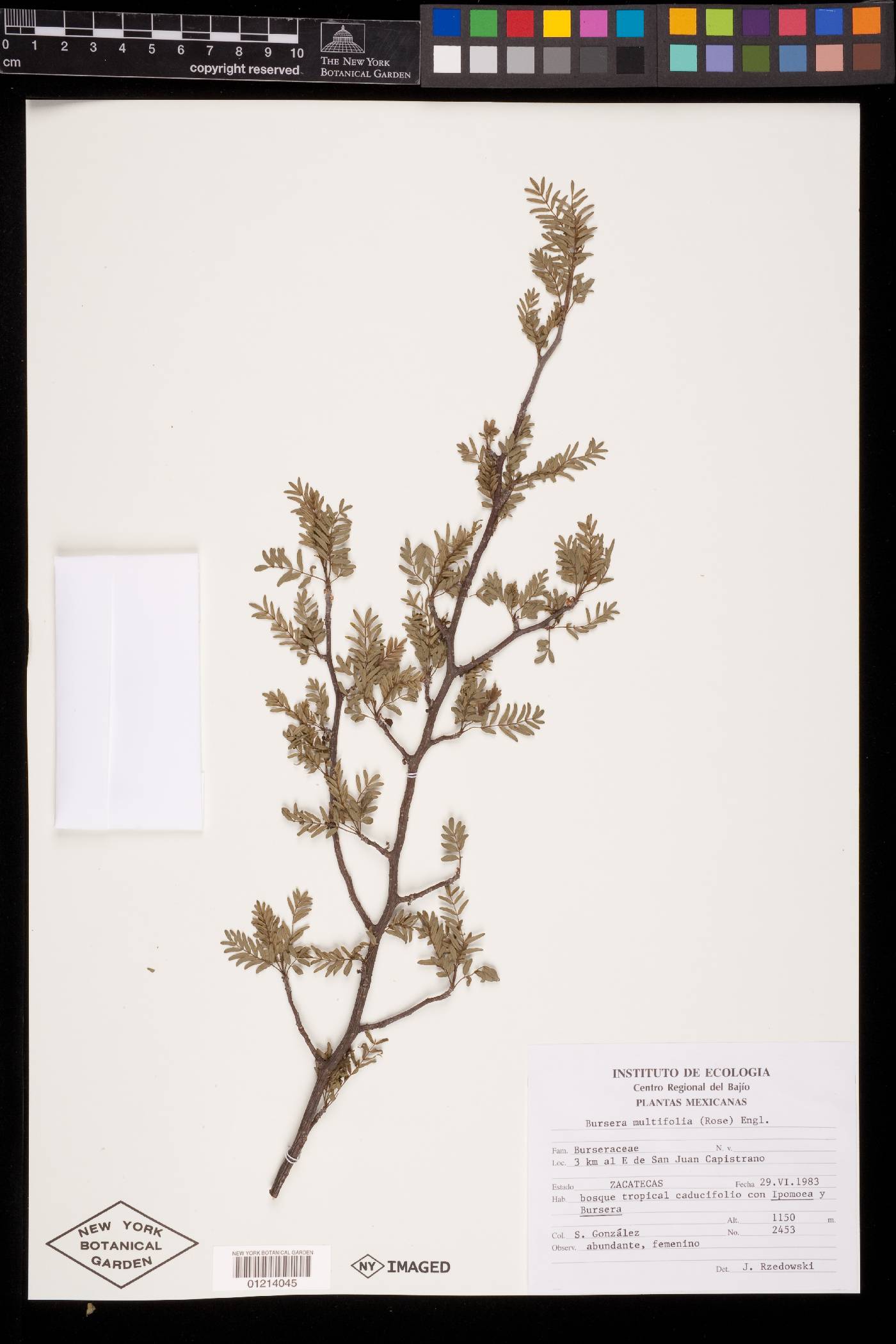 Bursera multifolia image