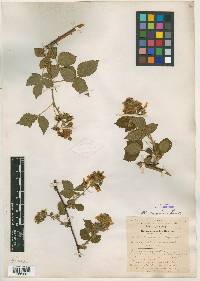 Rubus amnicola image