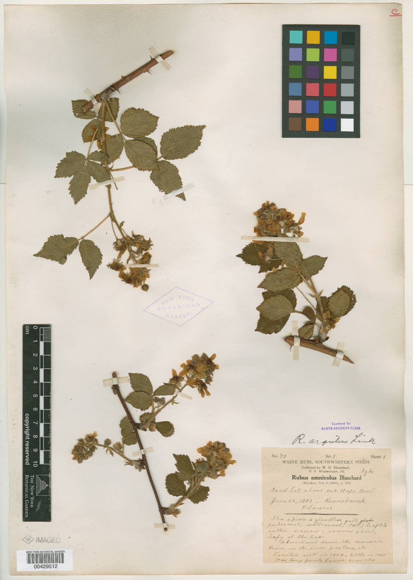 Rubus amnicola image