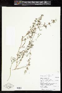 Galium wrightii image