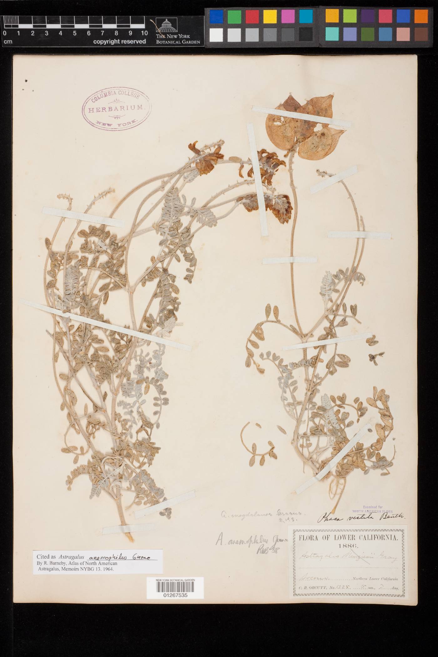 Astragalus anemophilus image