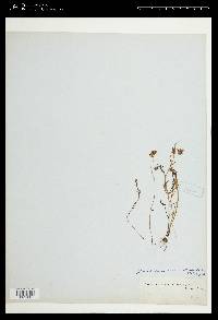 Blennosperma californicum image