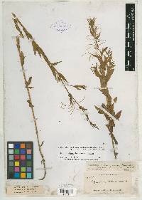 Epilobium halleanum image