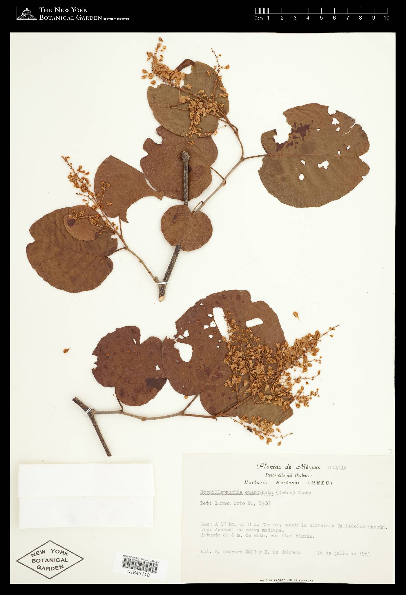Neomillspaughia emarginata image