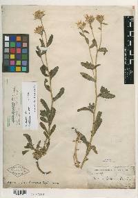 Hulsea brevifolia image
