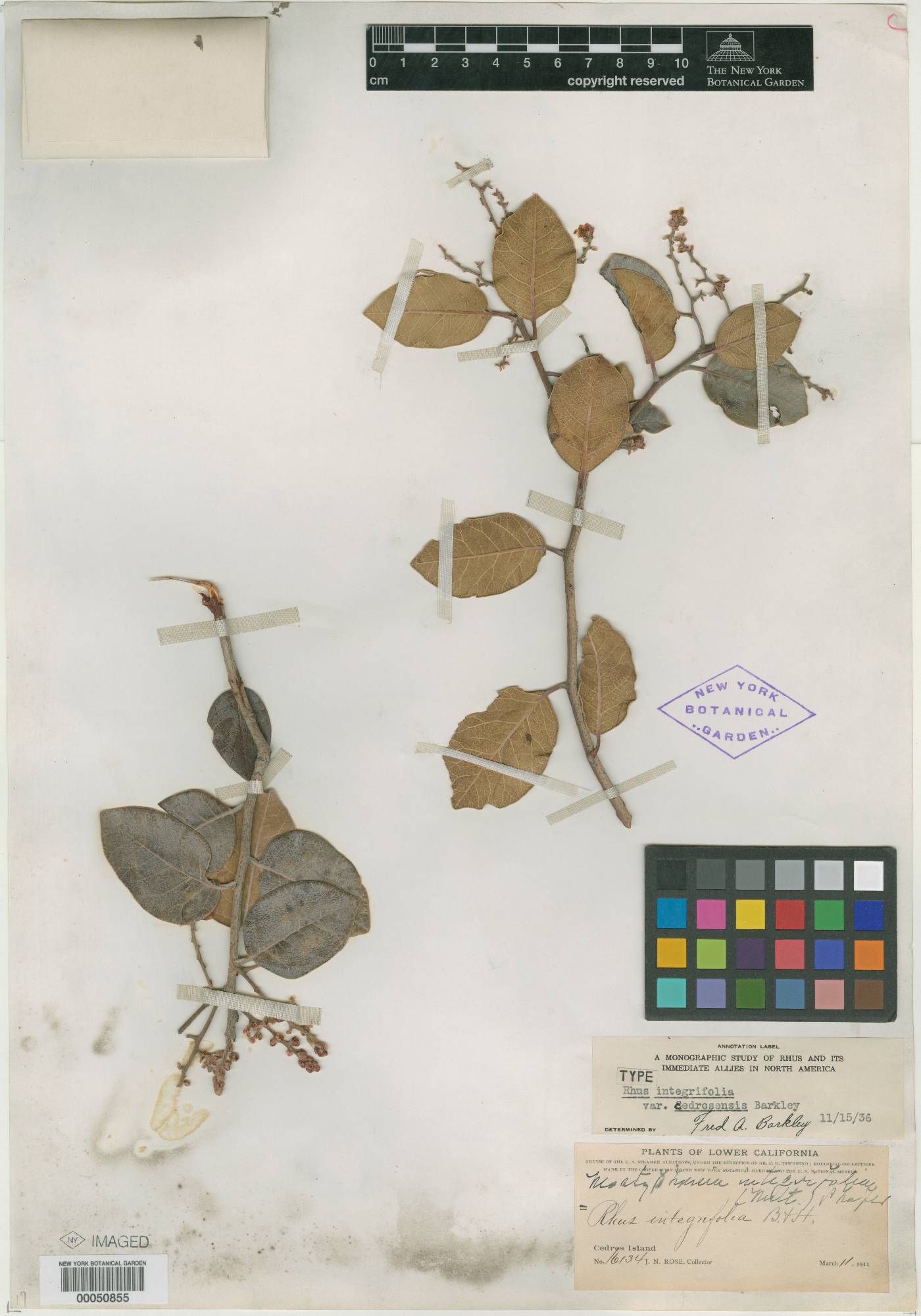 Rhus integrifolia var. cedrosensis image