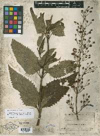 Scrophularia lanceolata image