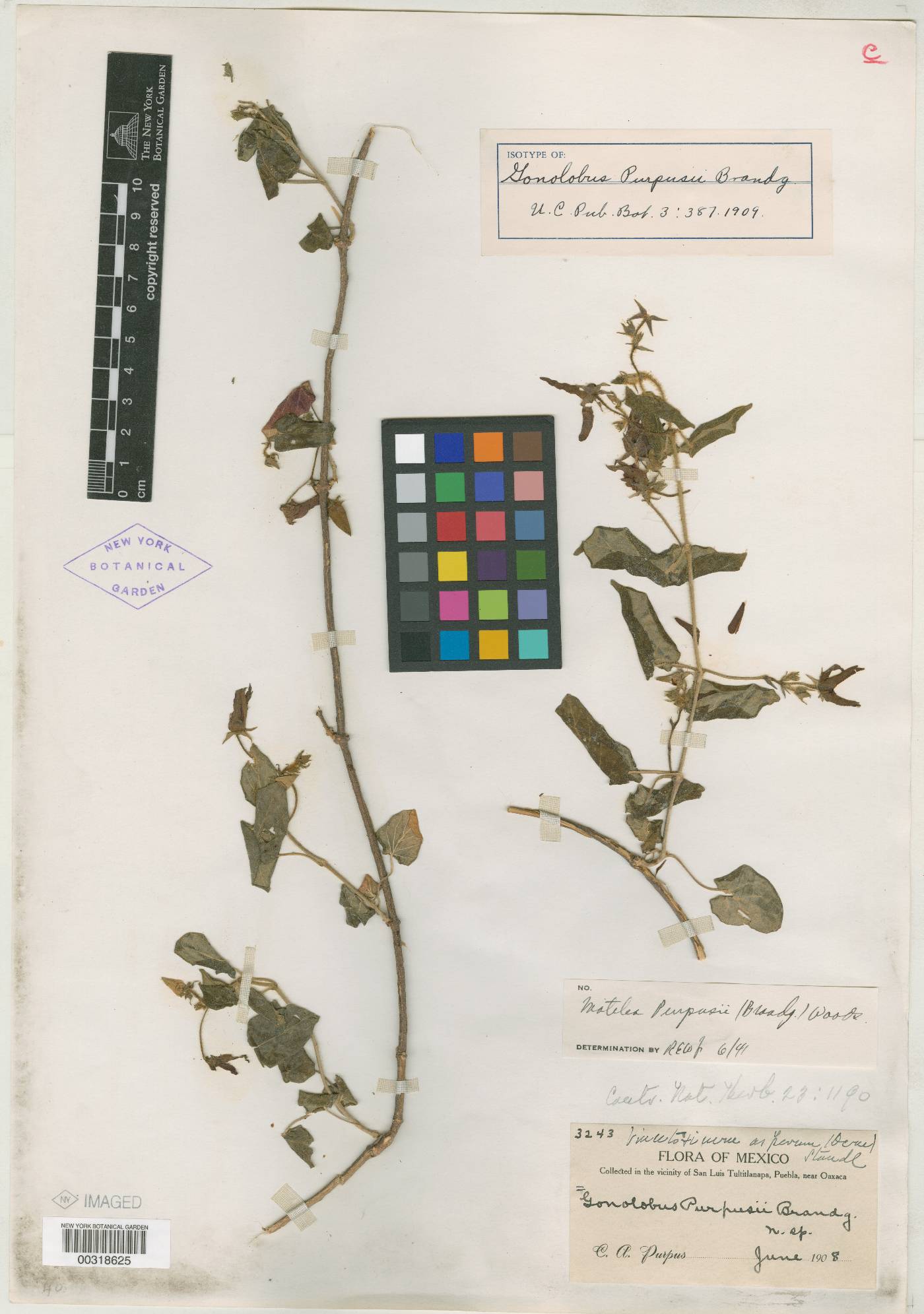 Matelea purpusii image