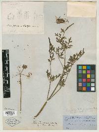 Chaerophyllum californicum image