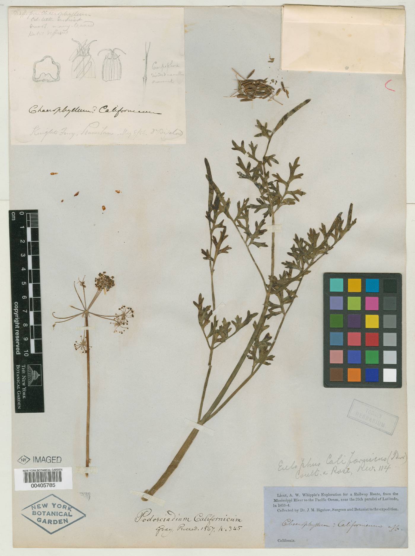 Chaerophyllum californicum image