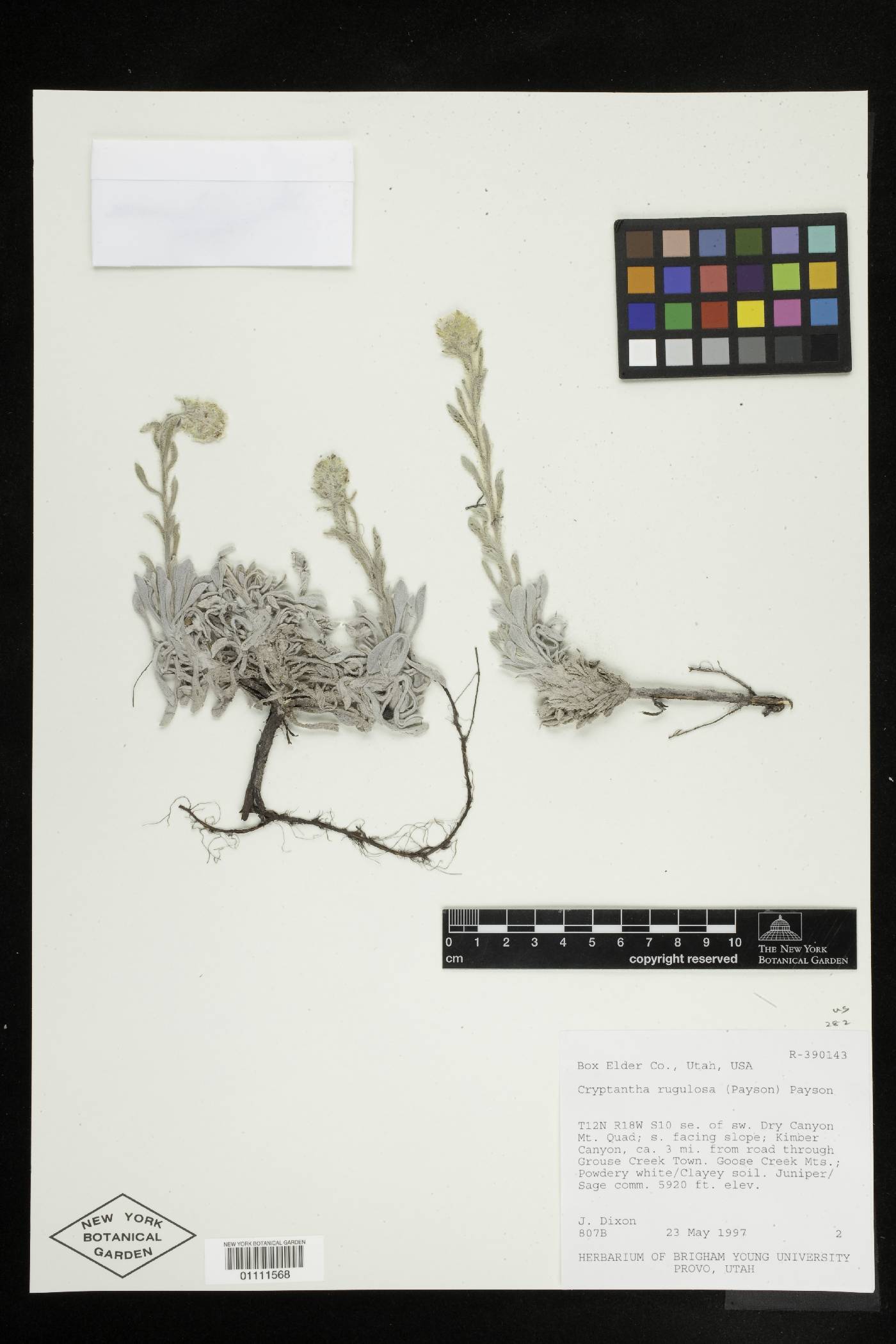 Oreocarya rugulosa image
