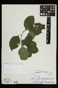 Celastrus scandens image