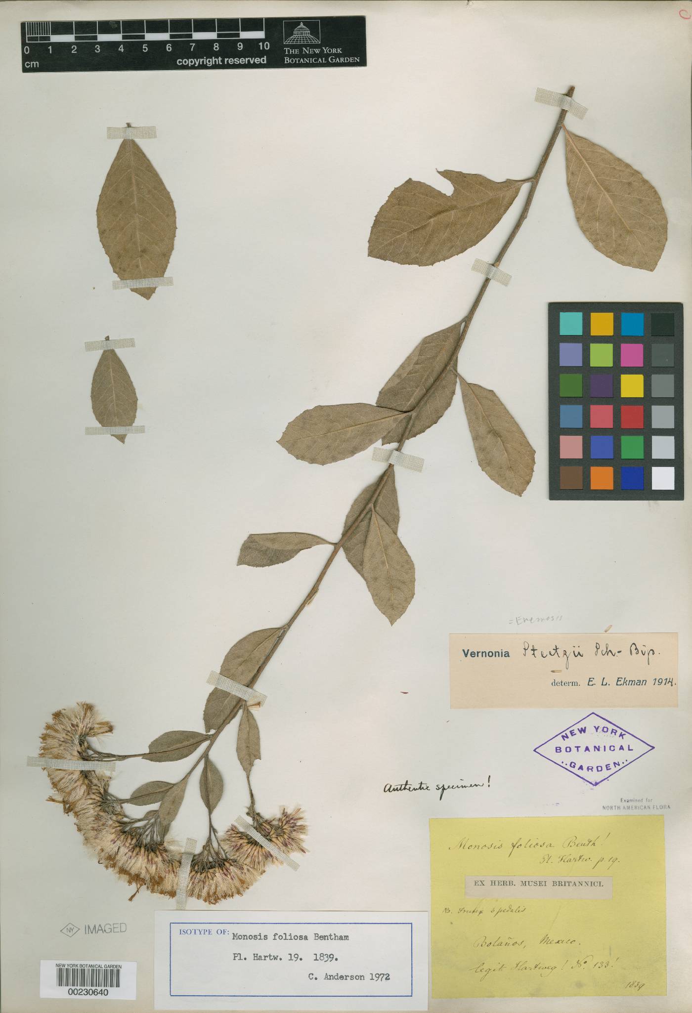 Eremosis foliosa image