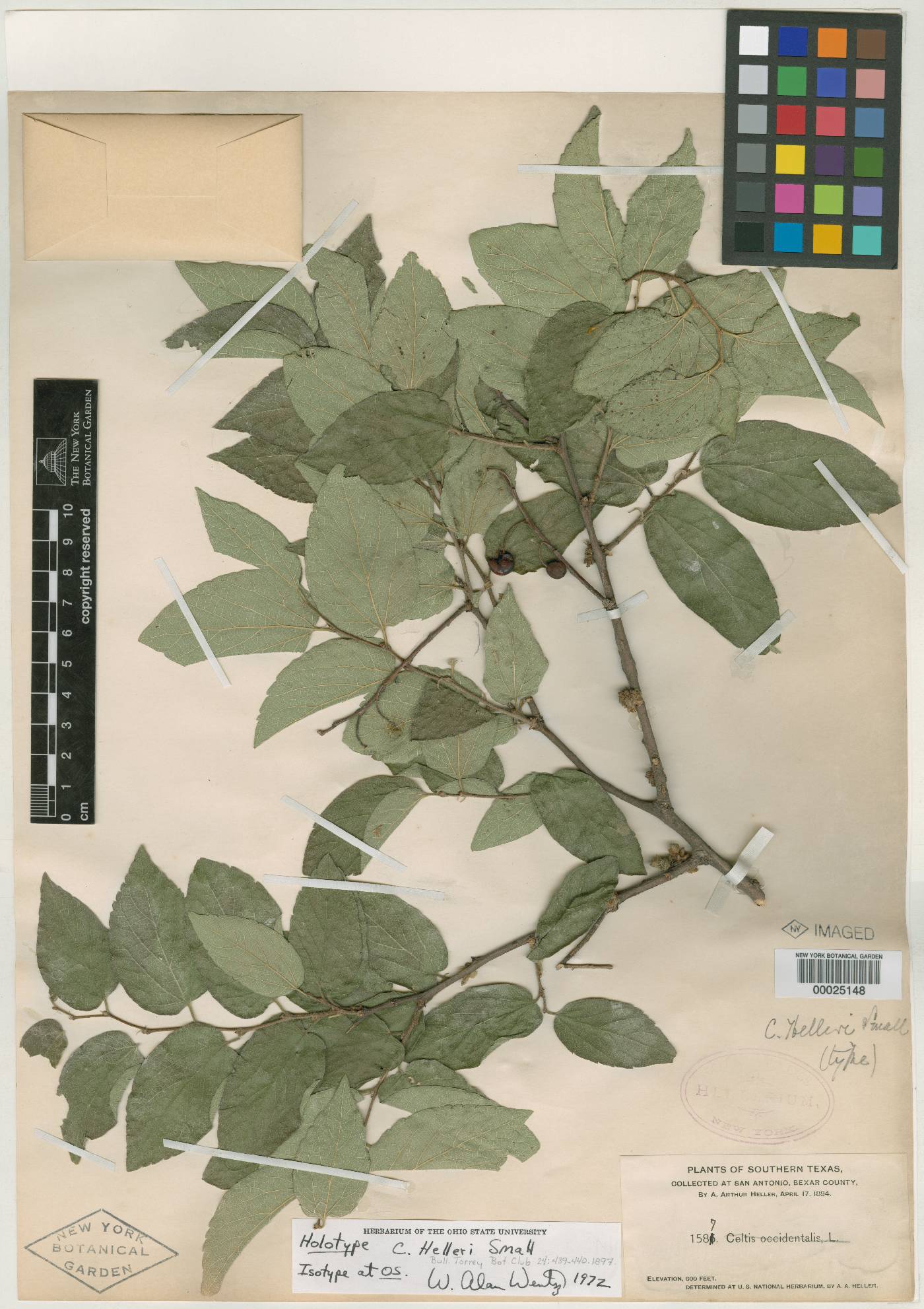 Celtis lindheimeri image