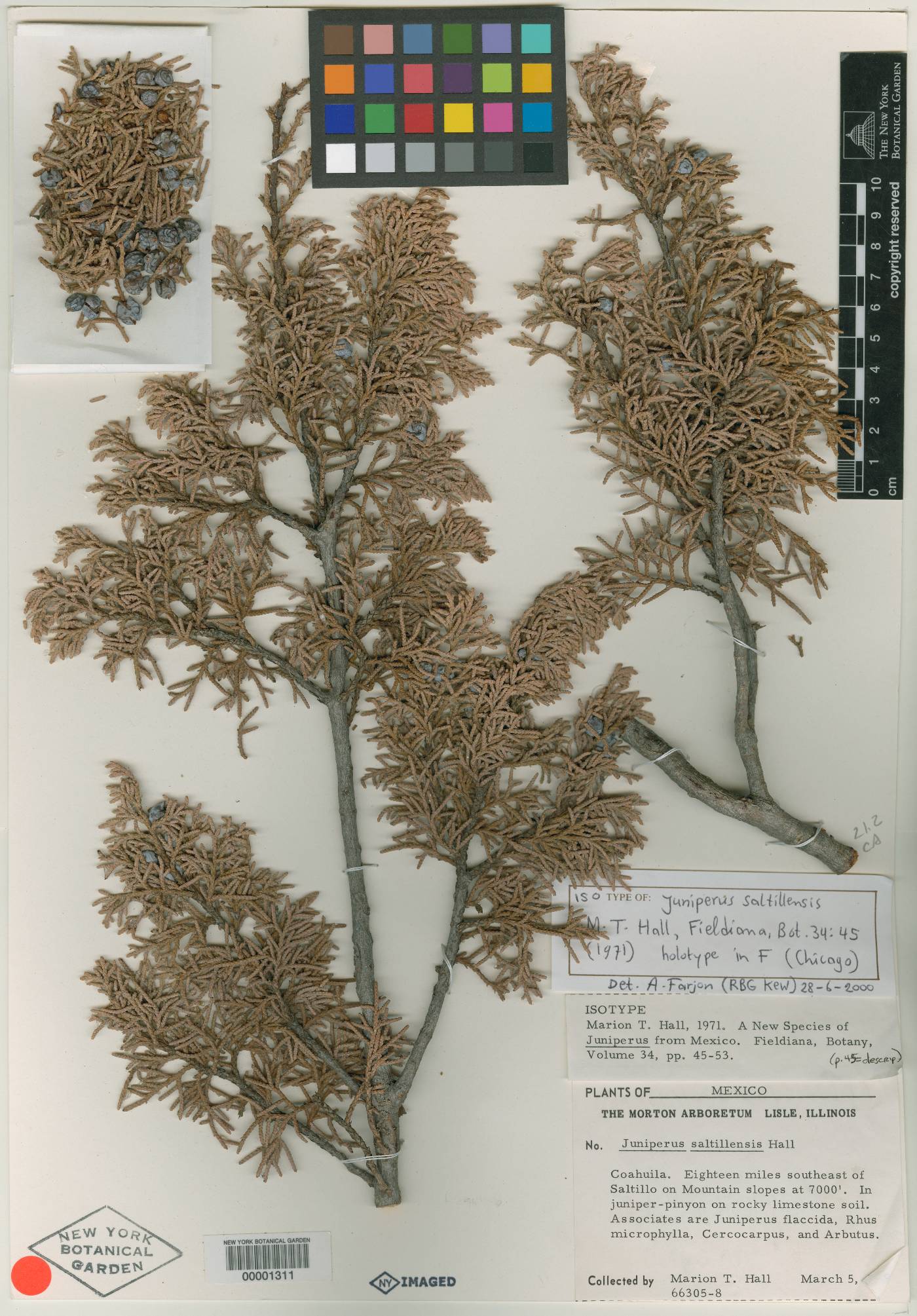 Juniperus saltillensis image