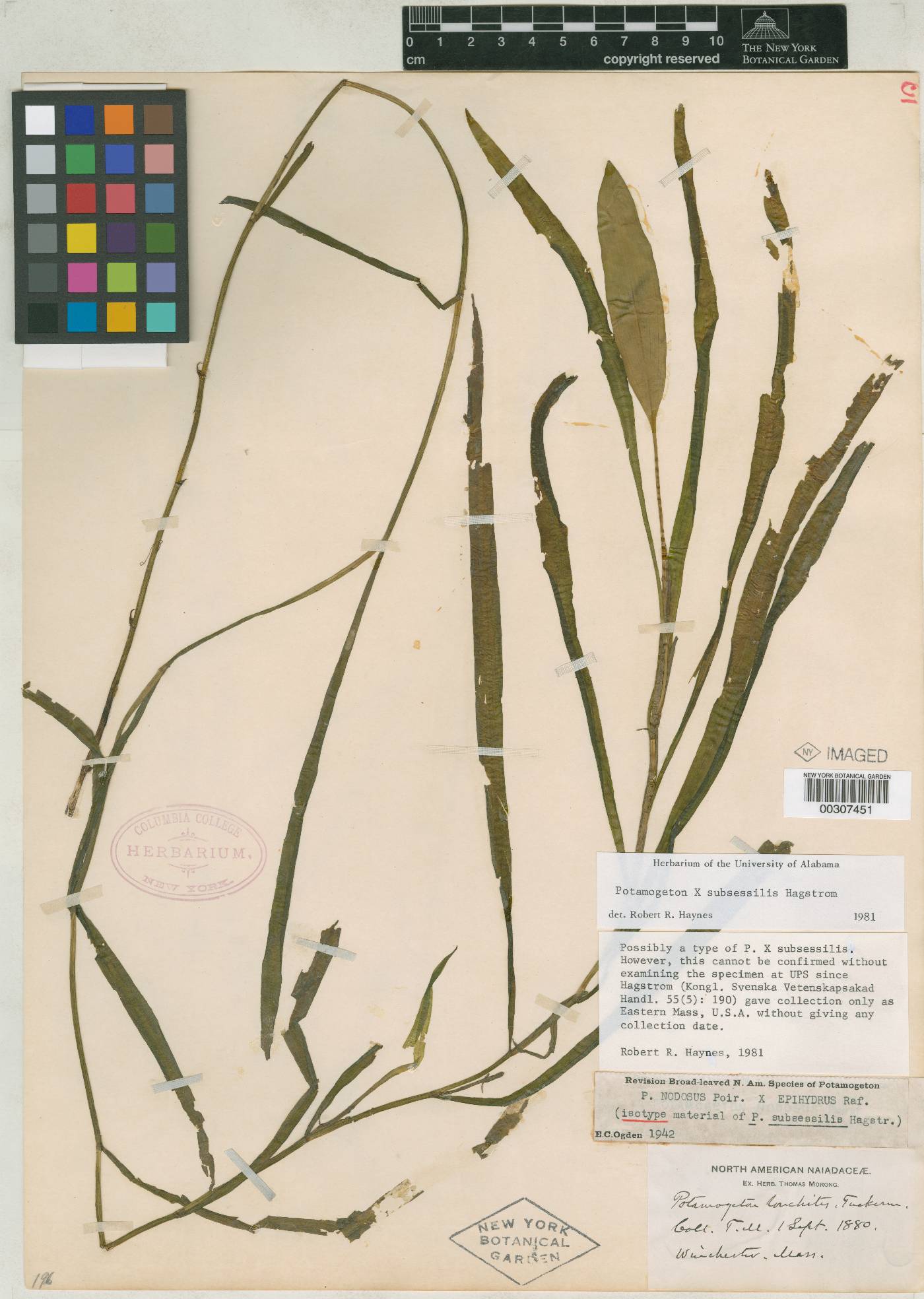 Potamogeton subsessilis image