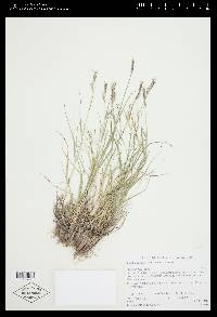 Danthonia unispicata image