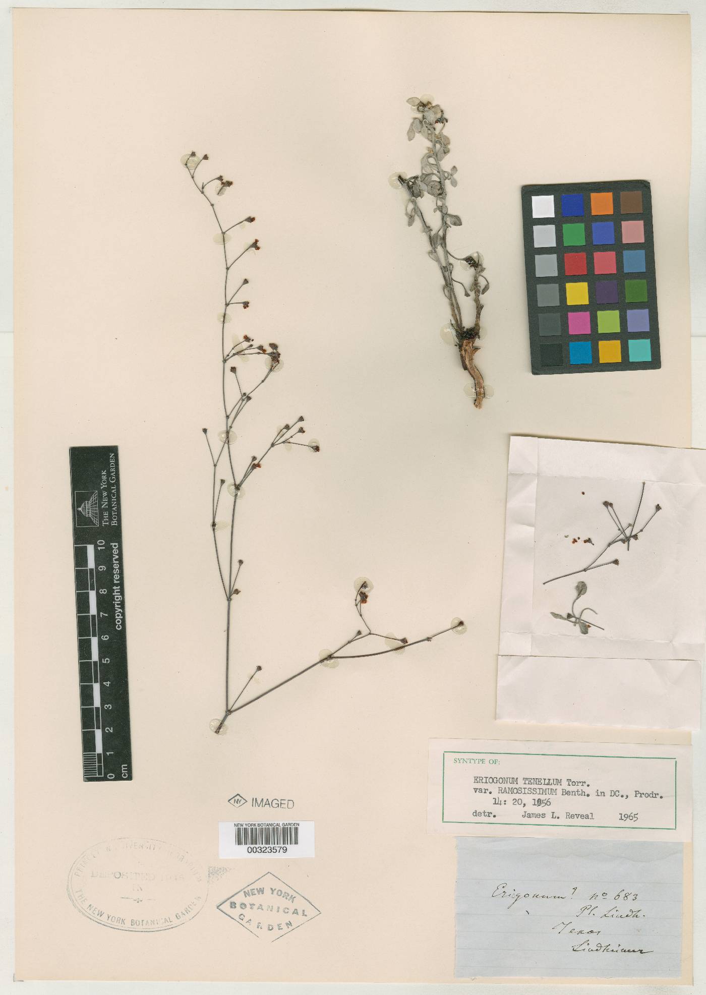 Eriogonum tenellum var. ramosissimum image