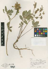 Lupinus burkei subsp. caeruleomontanus image