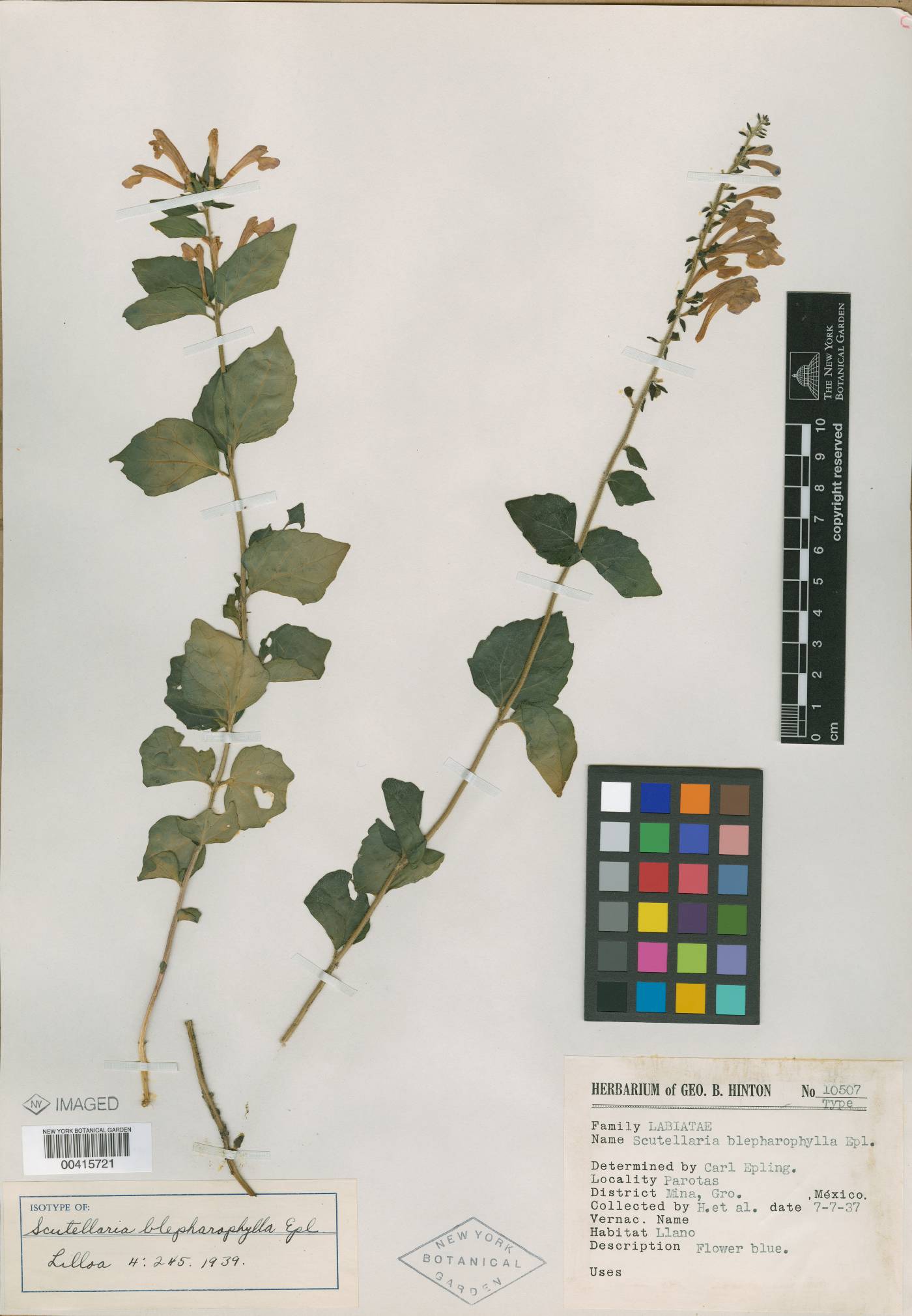 Scutellaria blepharophylla image