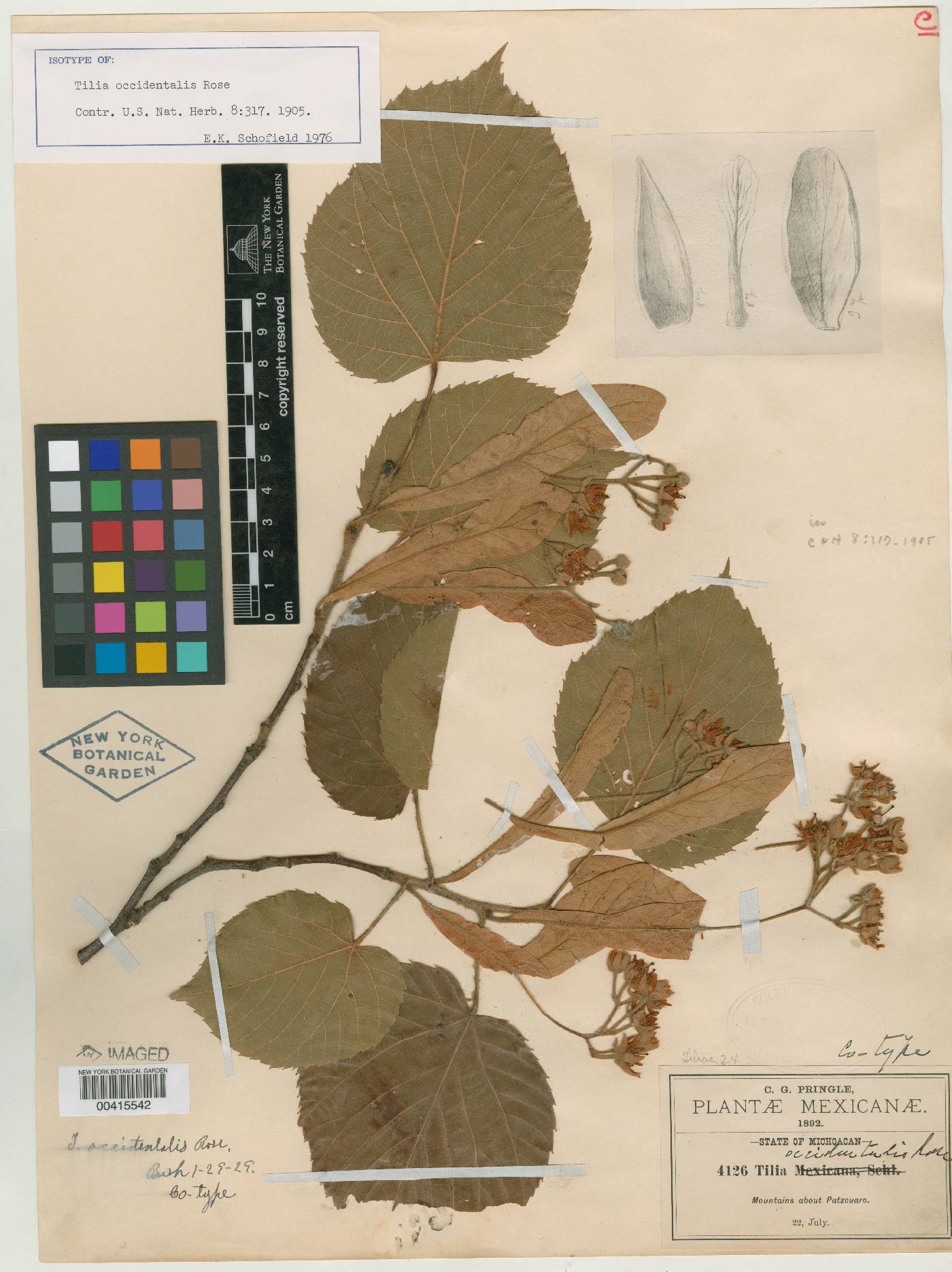 Tilia americana var. mexicana image