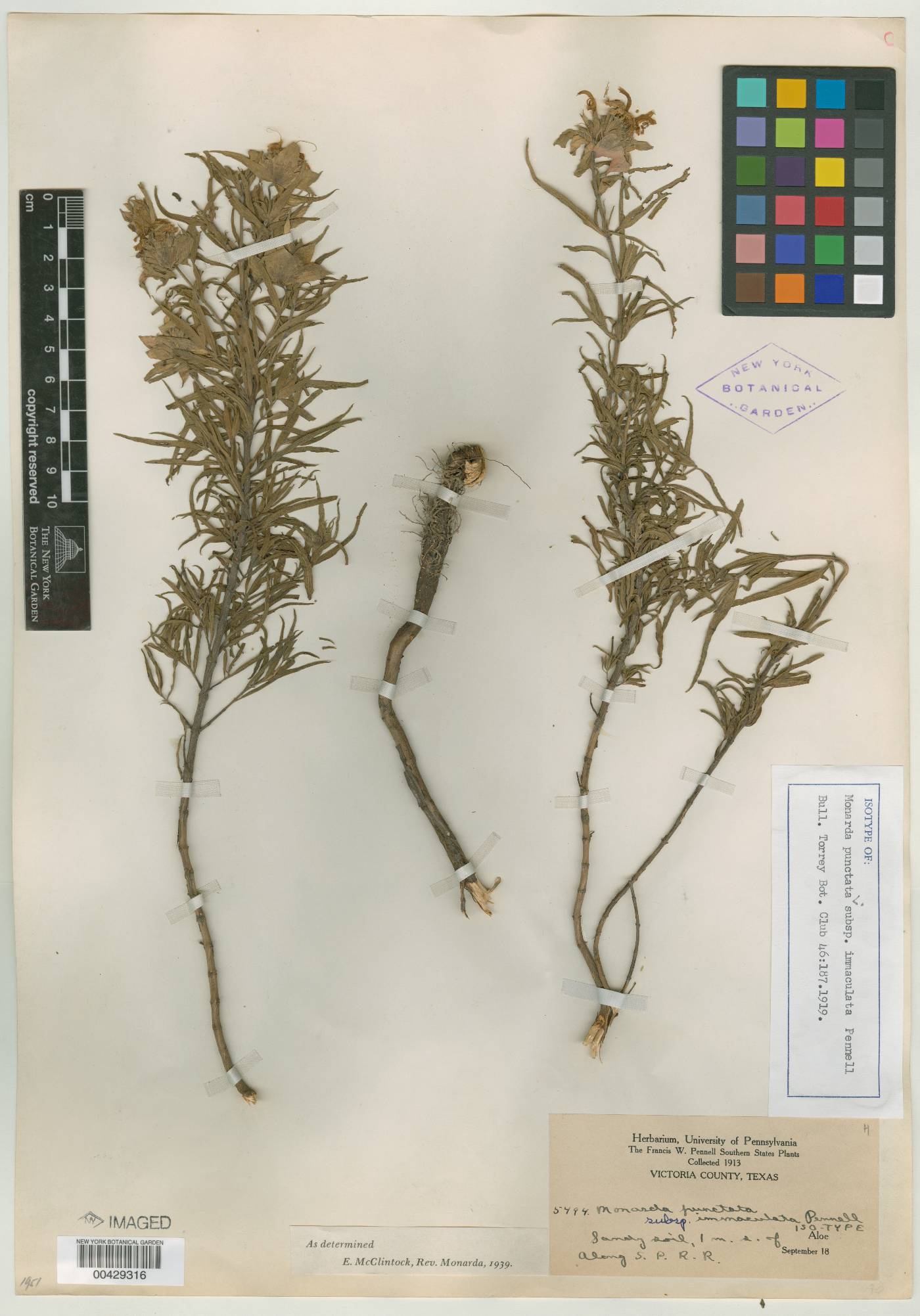 Monarda punctata subsp. immaculata image