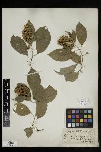 Celastrus scandens image