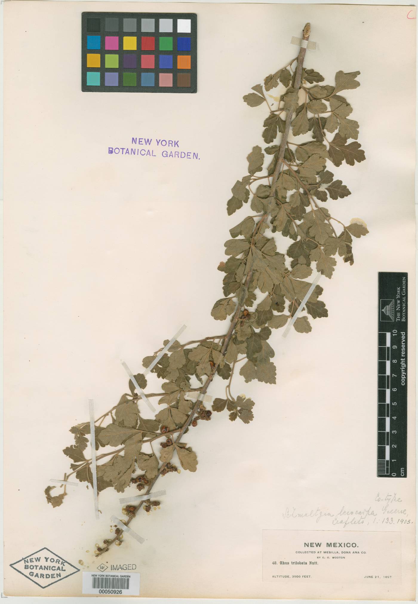 Schmaltzia leiocarpa image