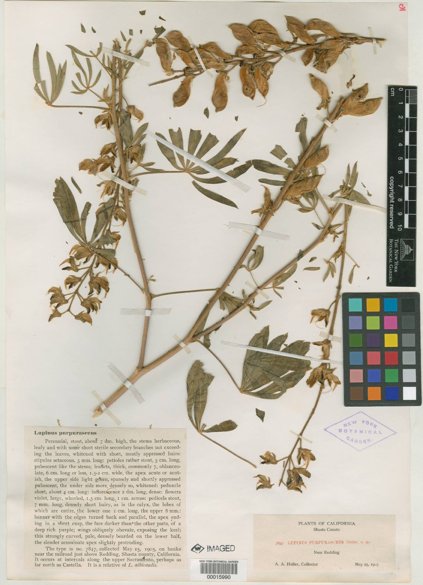 Lupinus purpurascens image