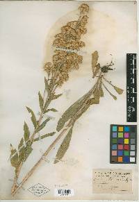 Solidago laevicaulis image