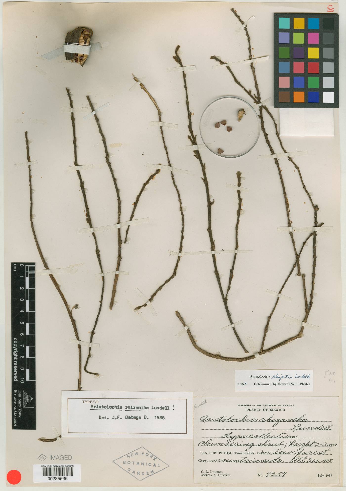 Aristolochia rhizantha image