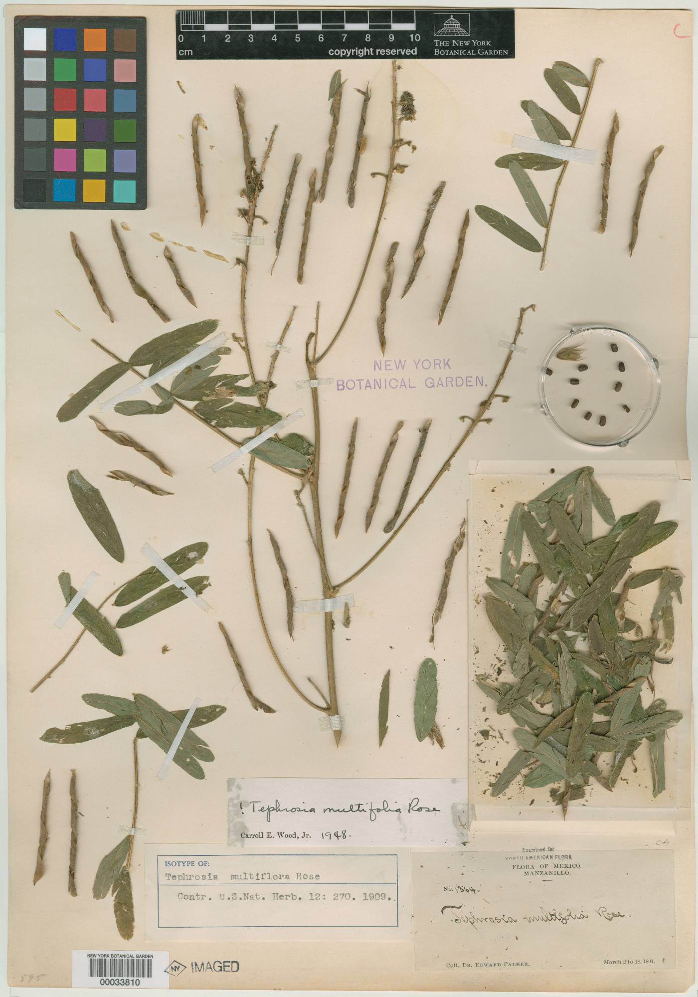 Tephrosia multifolia image