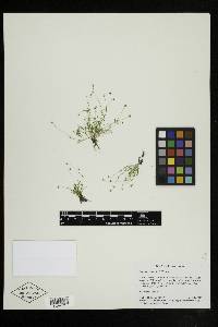 Sagina decumbens var. occidentalis image