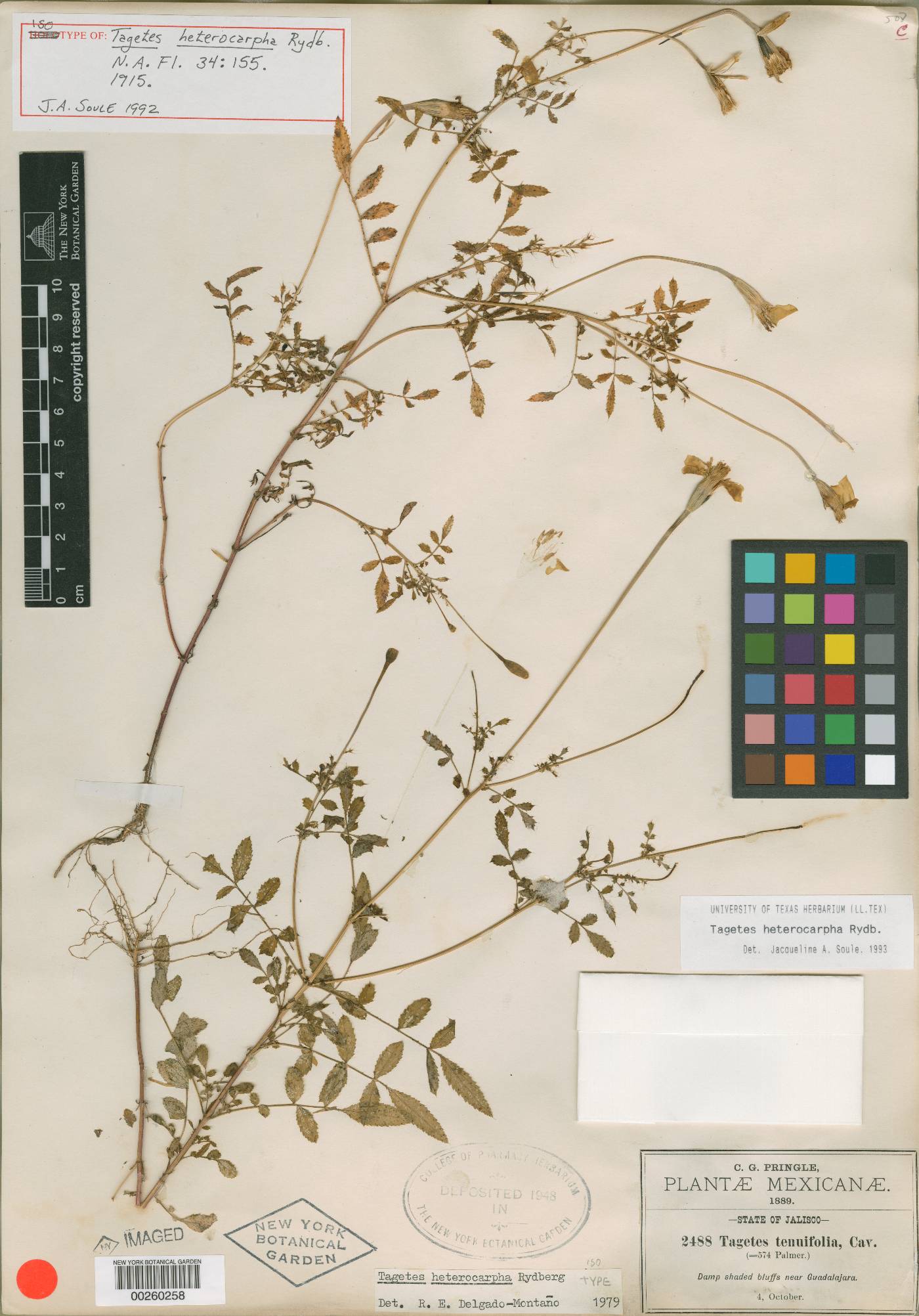 Tagetes erecta image