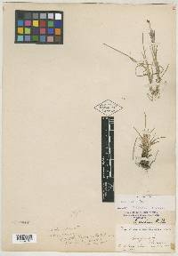 Poa laxa subsp. banffiana image