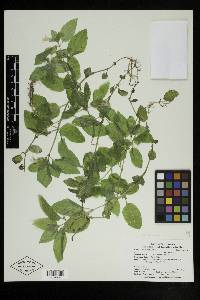 Erythranthe moschata image