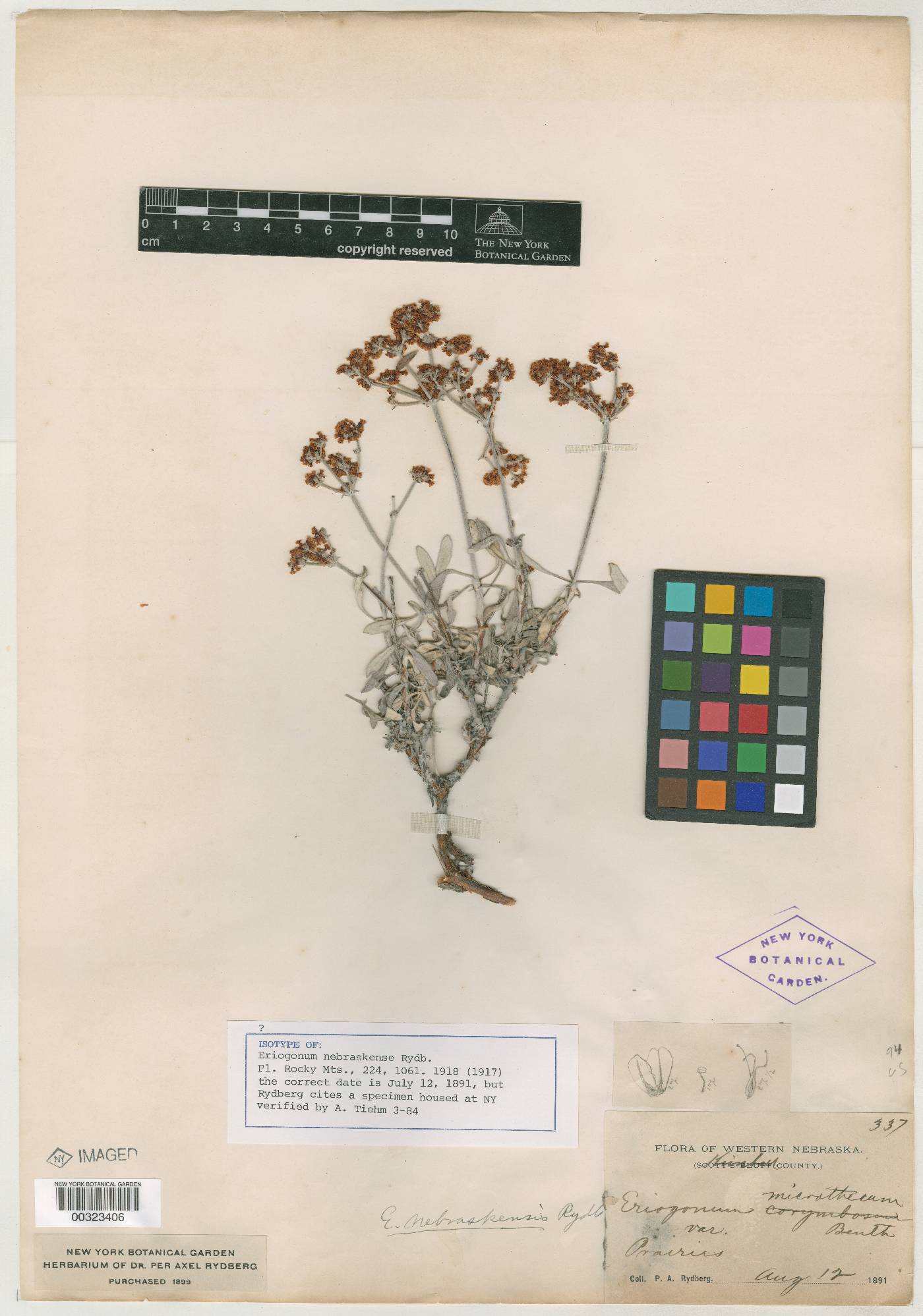 Eriogonum x nebraskense image