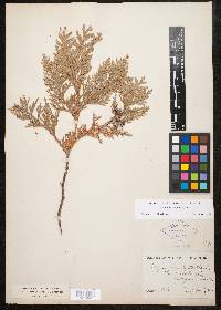 Thuja occidentalis image