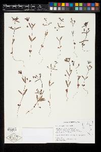 Collinsia parviflora image