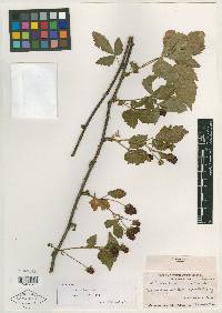 Rubus cathartium image