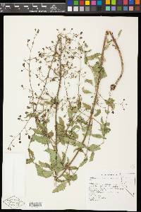 Scrophularia desertorum image