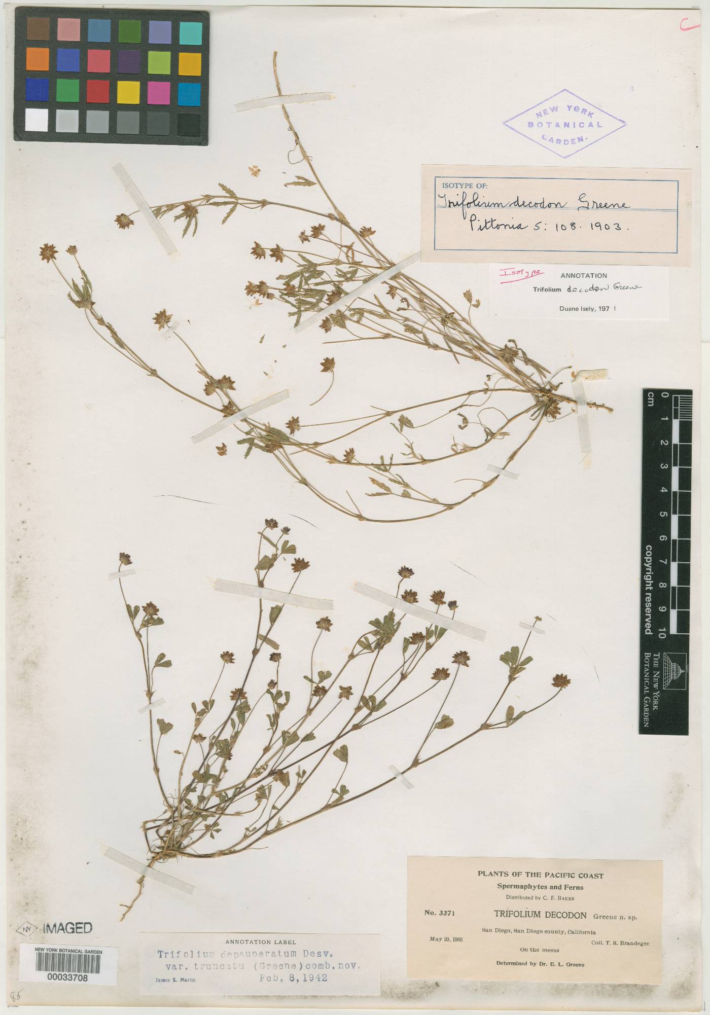Trifolium decodon image