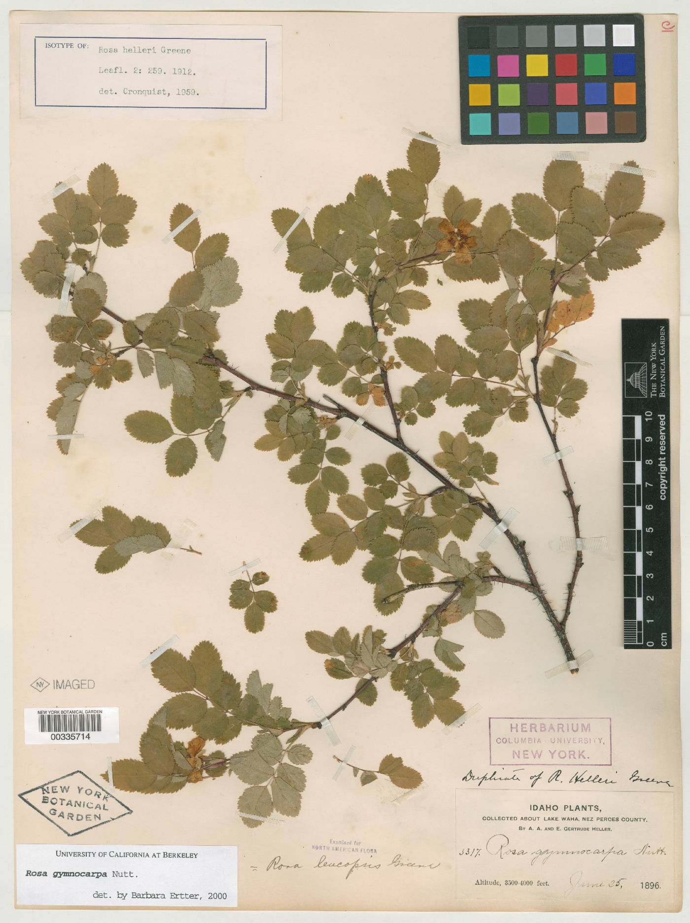 Rosa gymnocarpa var. gymnocarpa image