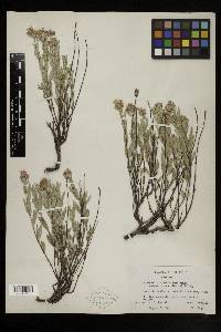 Monardella glauca image