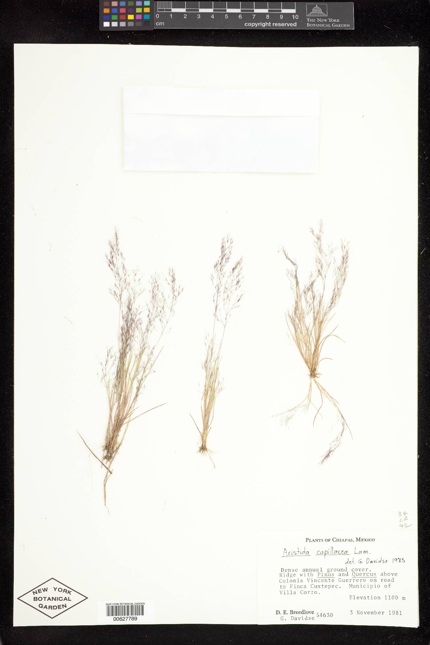 Aristida capillacea image