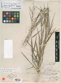 Panicum malacon image