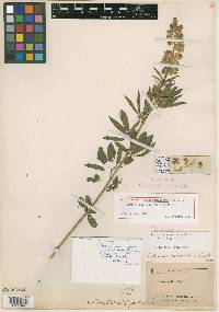 Lupinus maculatus image